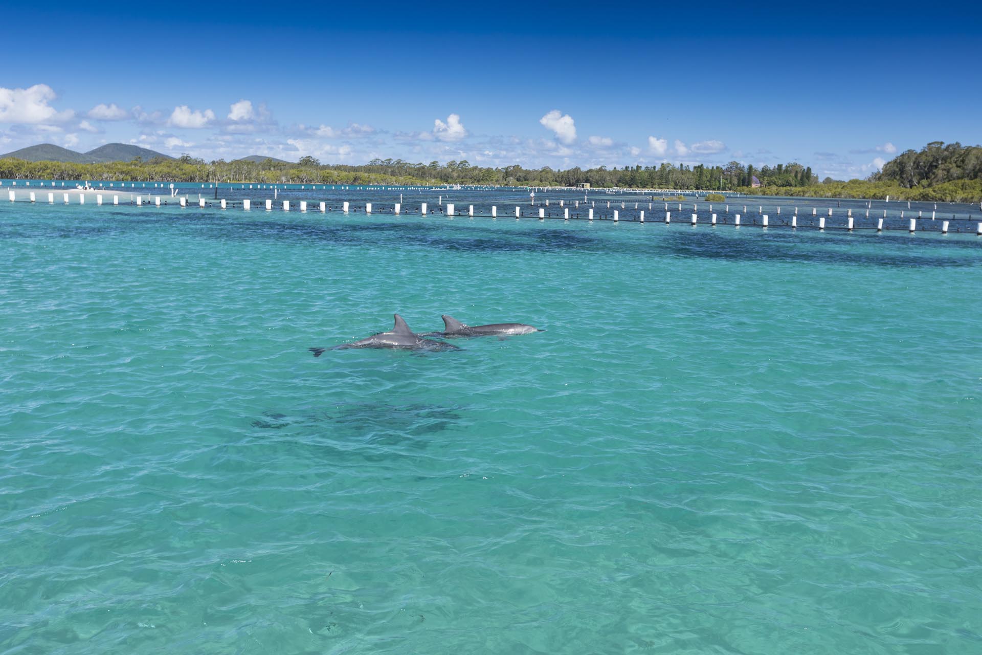 17. Dolphin watching near Hotel Forster