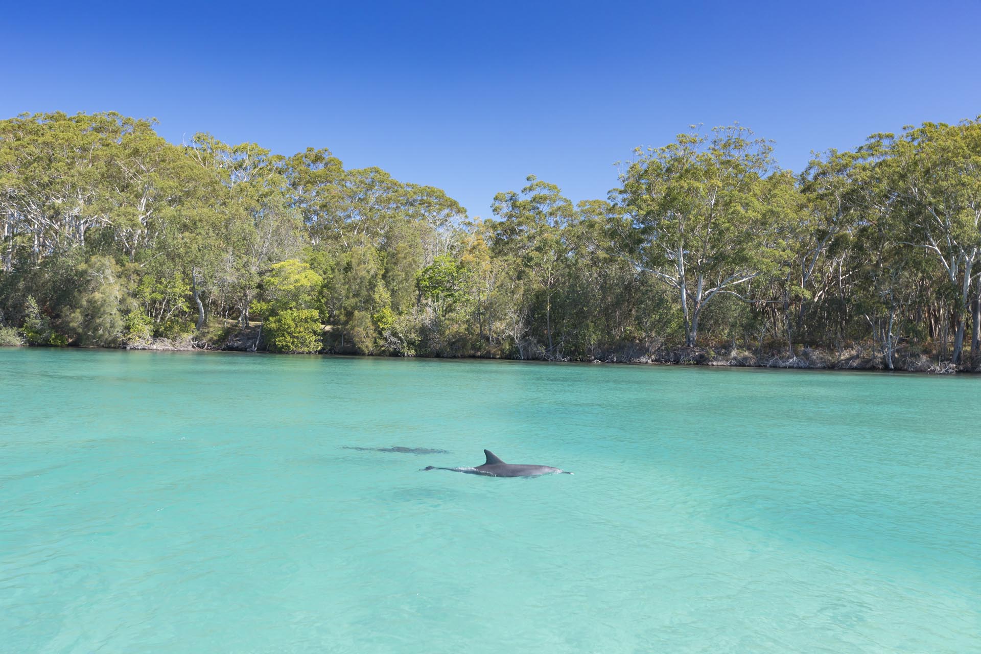 18. Dolphins frolicking near Hotel Forster
