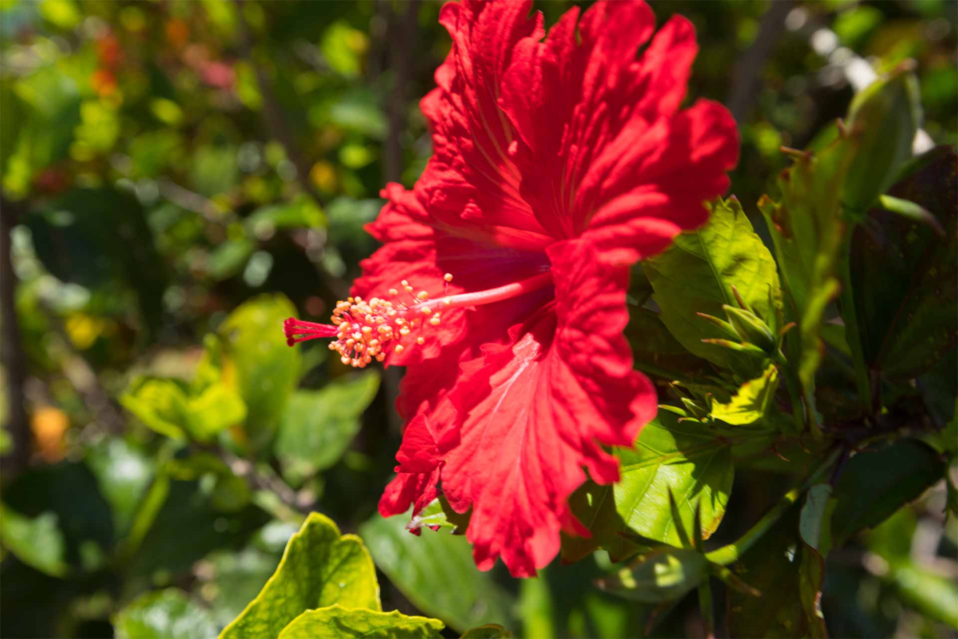 16. Hibiscus Flowers at Hotel Forster